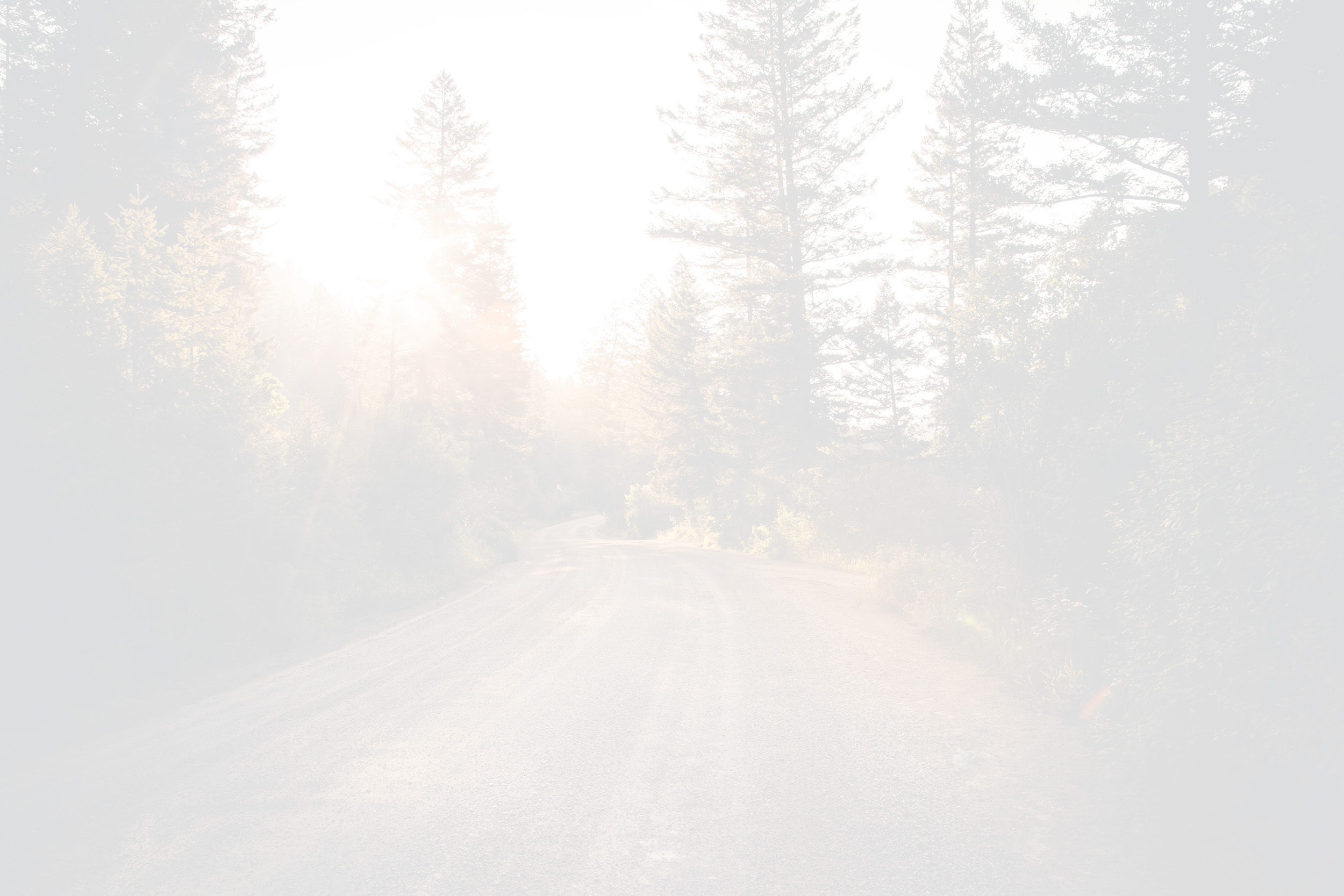 Mood_Kategorie_Wald2_hell